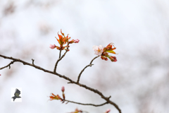 桜前線 到着！(^_^ゞ