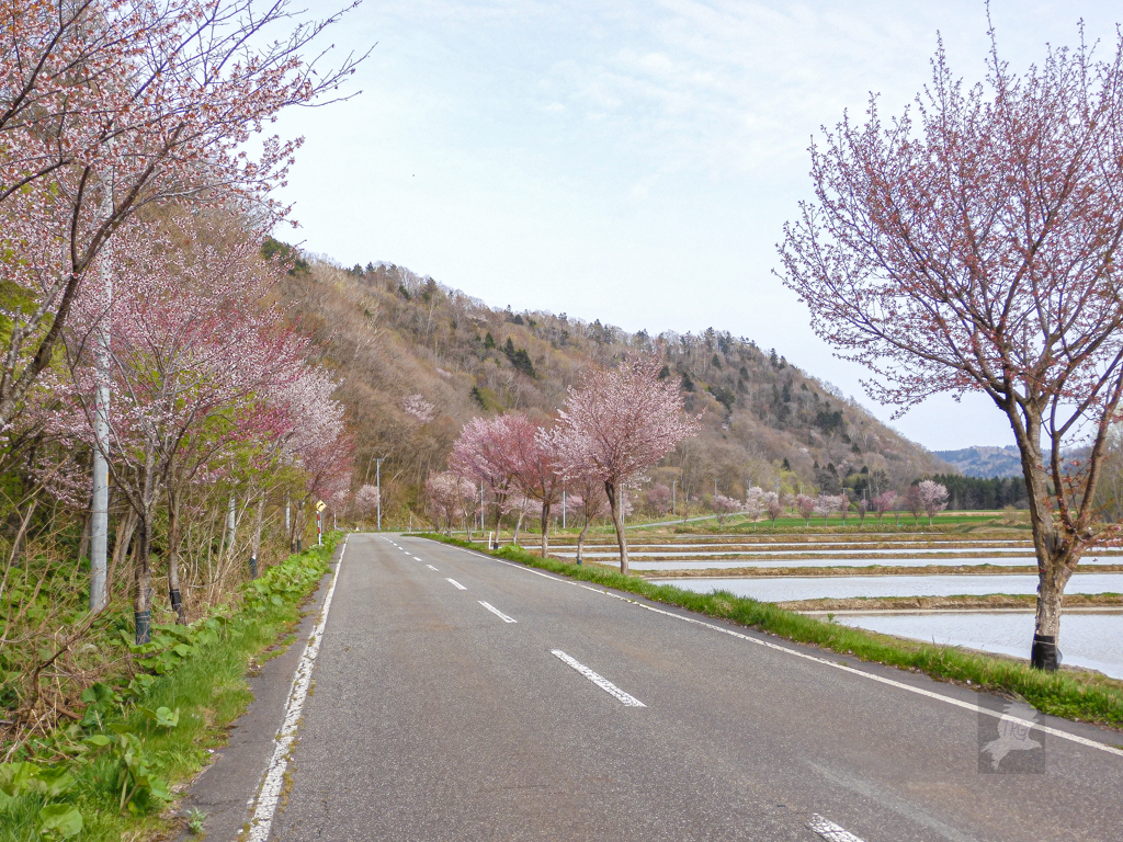 有明桜ロード(初山別村)