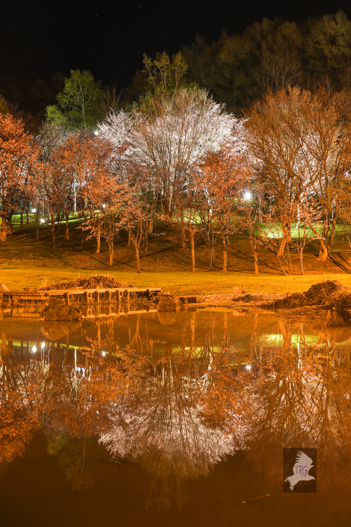 夜桜水鏡【蔵出し】