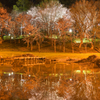 夜桜水鏡【蔵出し】