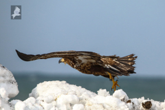 オジロワシ幼鳥の蹴り出し