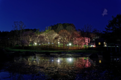 夜桜ライトアップ2025(１)(神居岩総合公園)