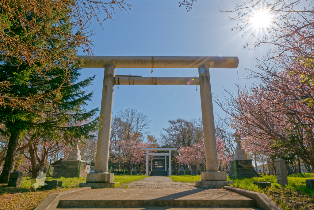 春の輝き(留萌神社)