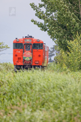 ぬまた号 バックショット【団体臨時列車】(留萌本線)
