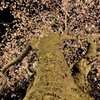 見上げてごらん【夜桜ライトアップ・蔵出し】