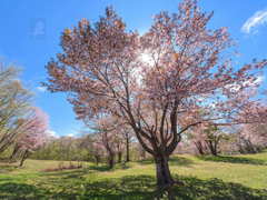 ハートの桜