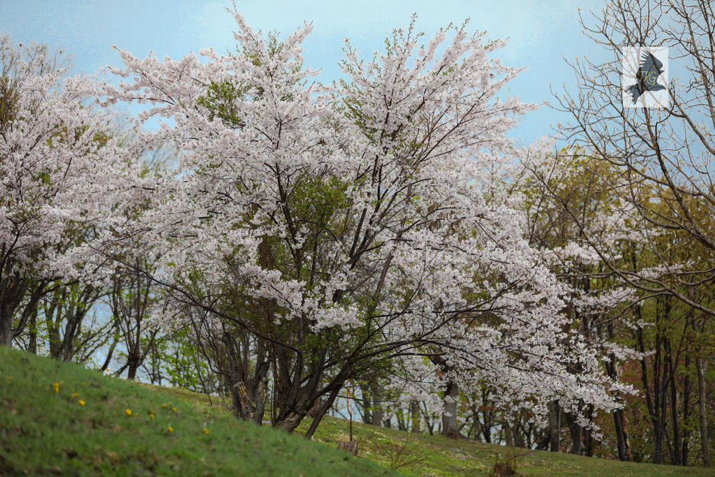 遅く咲く桜