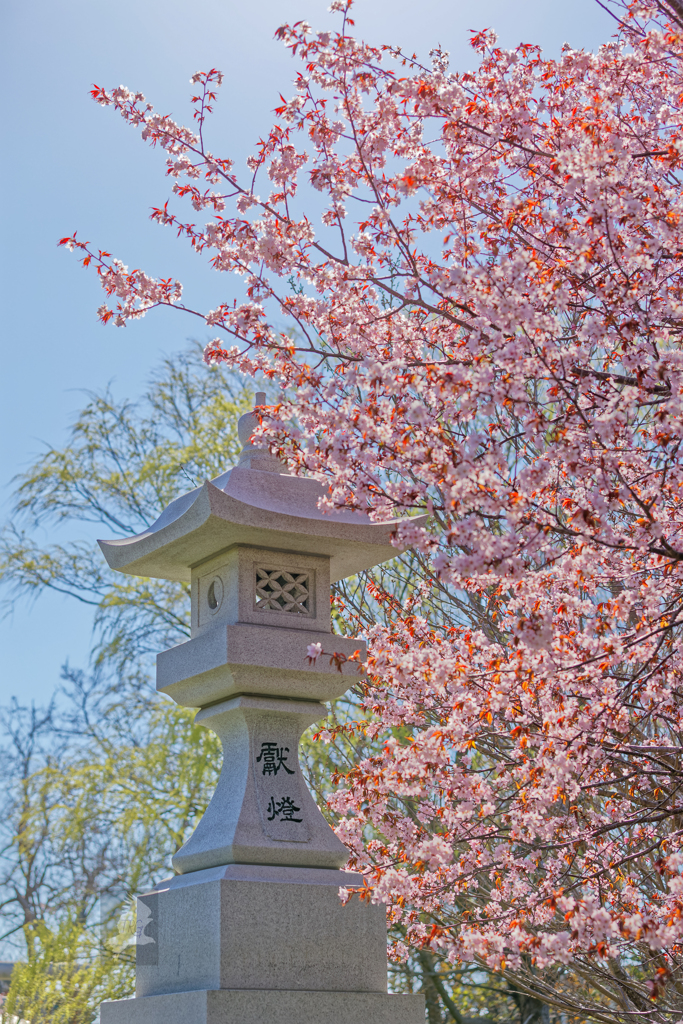春の輝き(留萌神社 灯籠)