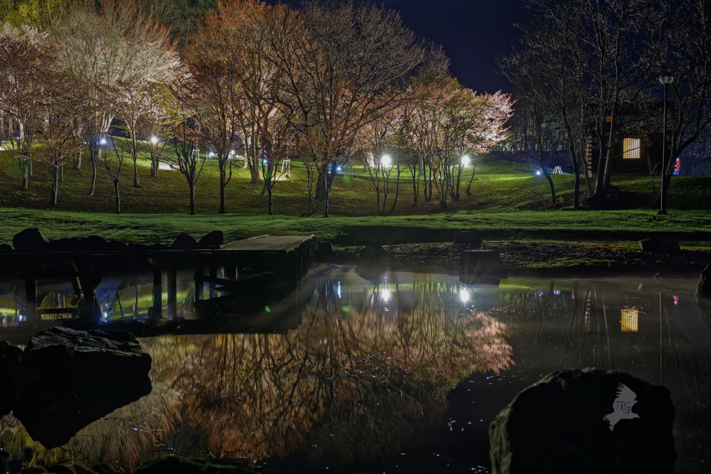 夜桜ライトアップ(２)(神居岩総合公園)