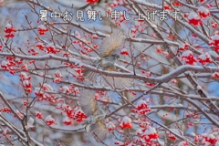 暑中お見舞い申し上げます(ヒヨドリとナナカマド)