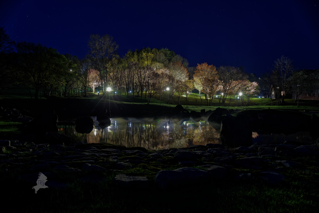 夜桜ライトアップ(神居岩総合公園)