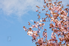月見桜