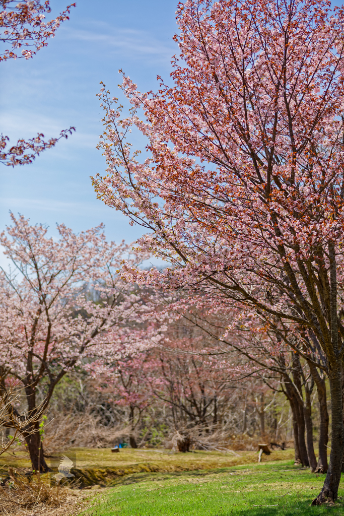 桜色