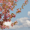 八重桜(空高く)