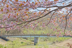 橋見桜