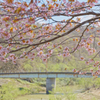 橋見桜