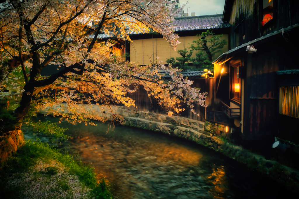 2024 桜風景