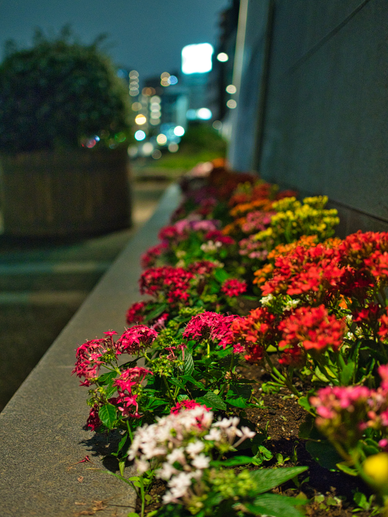 20191018_隅田川テラス沿い　花