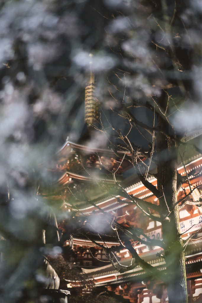 桜雪