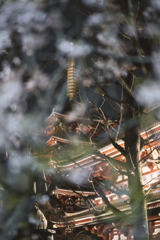 桜雪