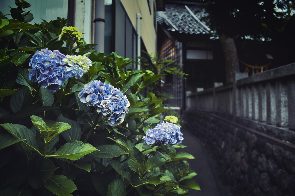 7月紫陽花