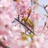 河津桜＋メジロ