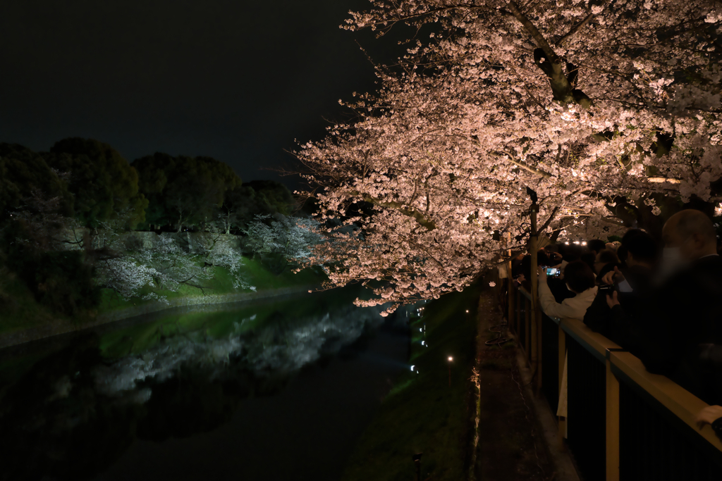 2024 桜風景