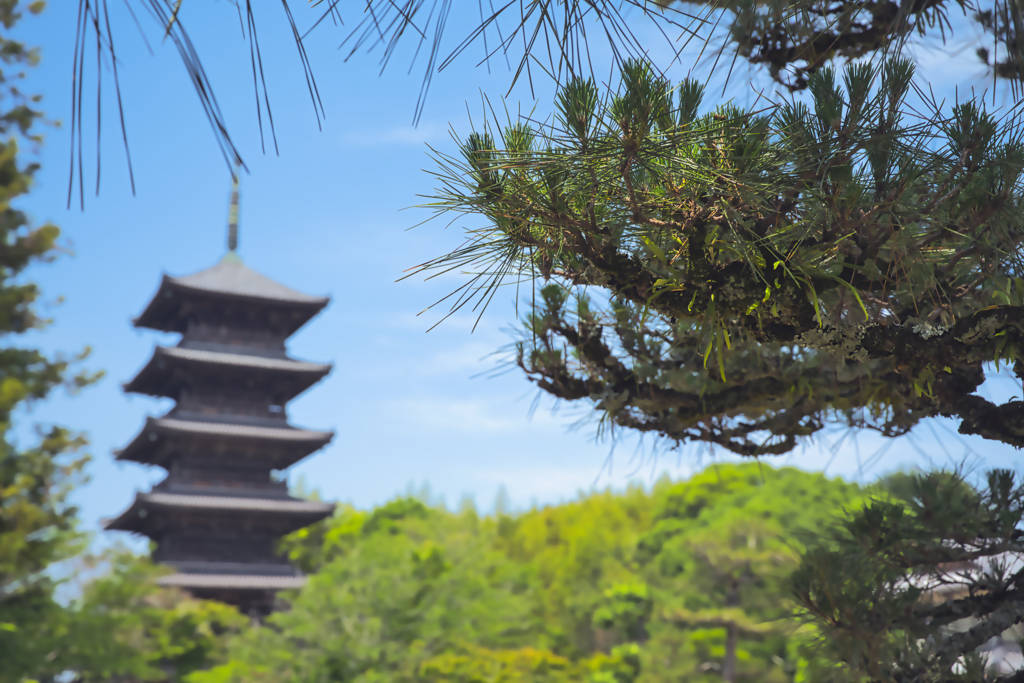備中国分寺 初夏