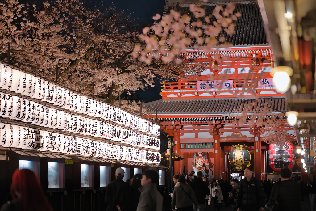 桜 宝蔵門前