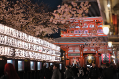 桜 宝蔵門前