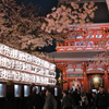 桜 宝蔵門前