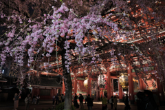 2024 桜風景