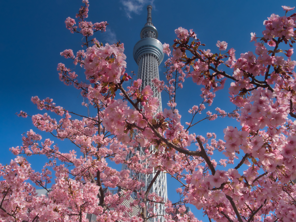 河津桜とスカイツリー