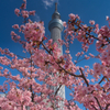 河津桜とスカイツリー