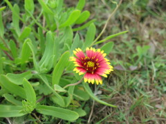 澎湖島しかない花？