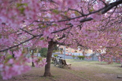 ピンク色の天井
