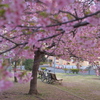 ピンク色の天井