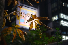 朽葉