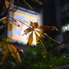 朽葉