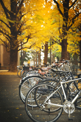 キサントフィル 紅葉
