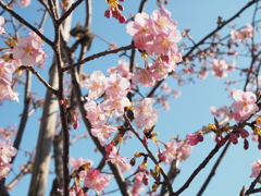 東京も河津桜が咲き始めました④