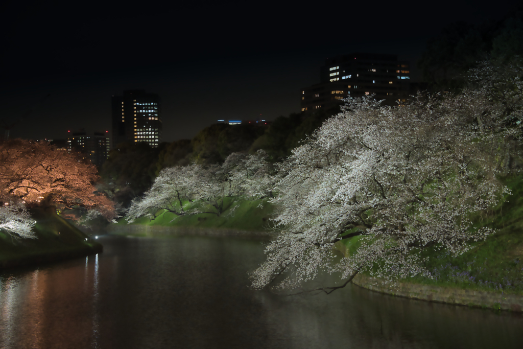 2024 桜風景