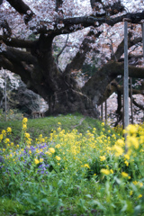 奇跡の桜・吉高大桜