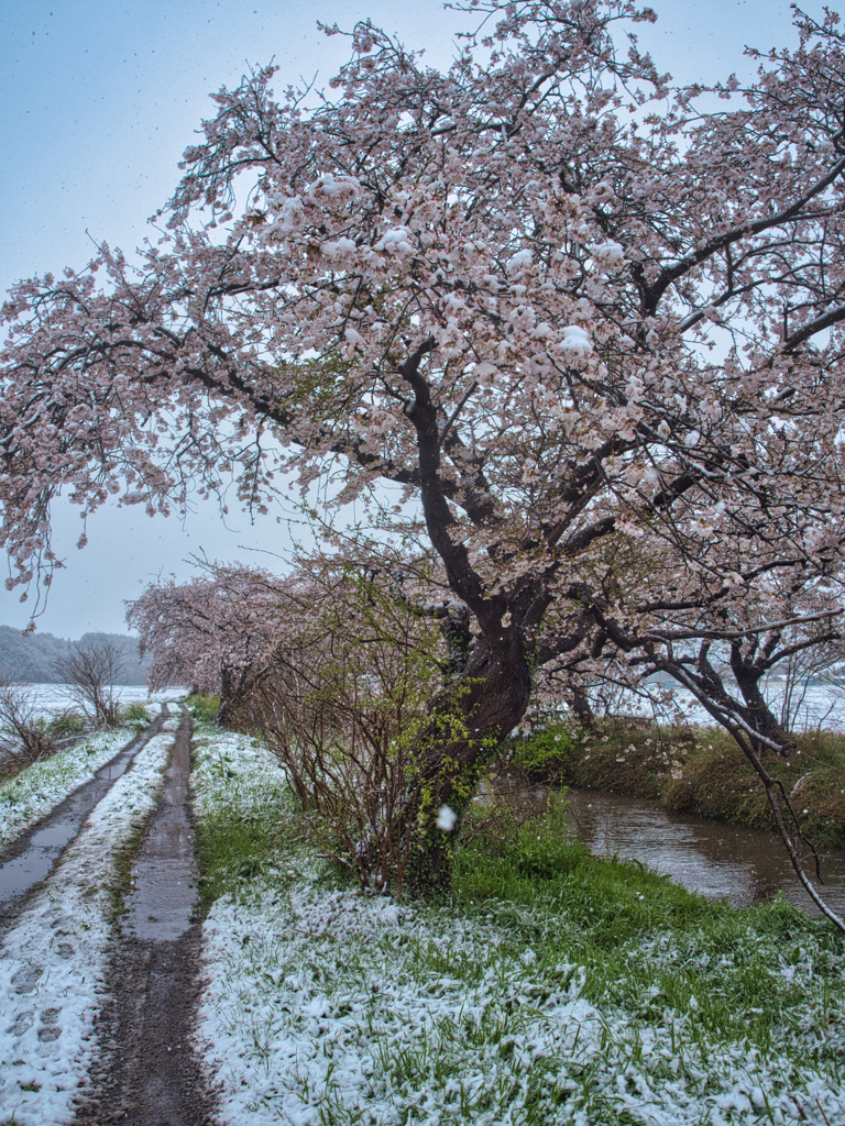桜と雪のコラボ撮影