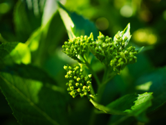 紫陽花5月