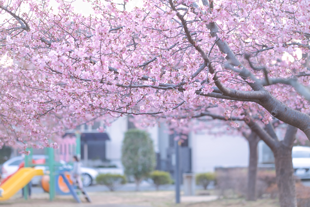 桜とすべり台