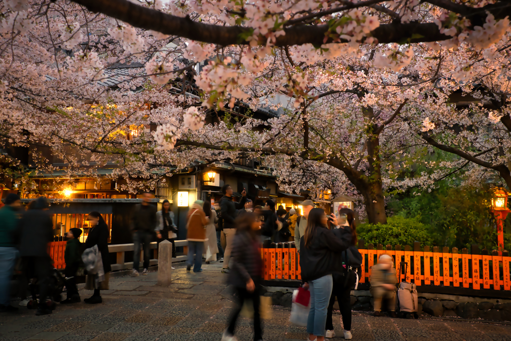 2024 桜風景