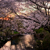 夕暮れ 桜