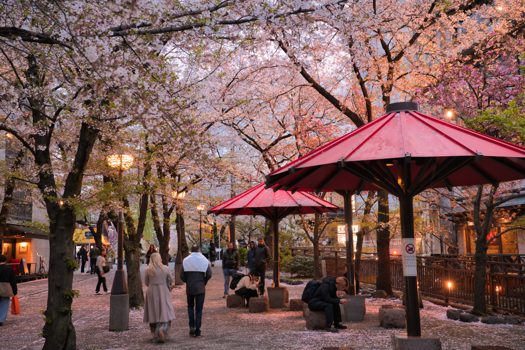 2024 桜風景