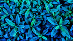 Blue ＆ Green